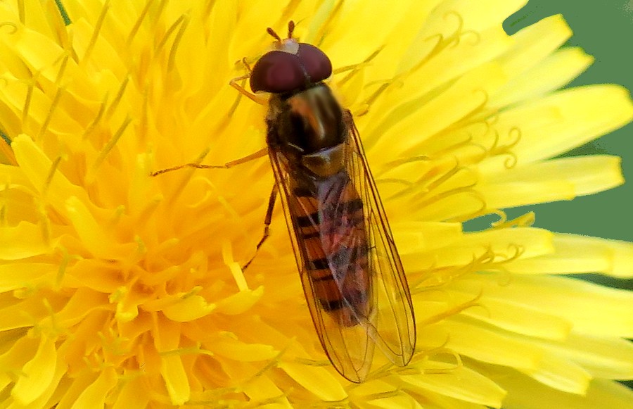 syrphiadae ma di che specie?